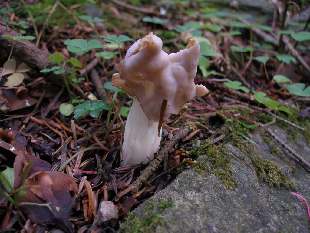 Funghi da determinare - 4